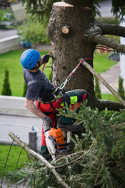 Best Tree Removal  in Bozeman, MT