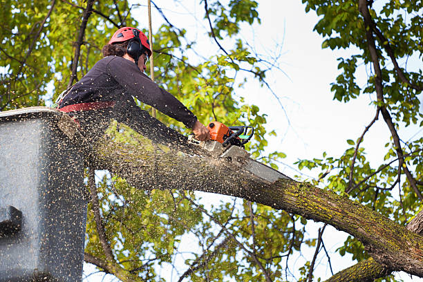 Best Tree Preservation Services  in Bozeman, MT